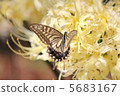 Cluster amaryllis and swallowtail butterfly 5683167
