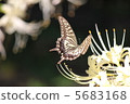 Swallowtail butterfly and Higanbana 5683168