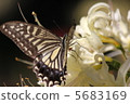 Swallowtail butterfly and Higanbana 5683169
