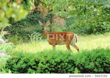 Wild orthodox Wild orthodox 5683192