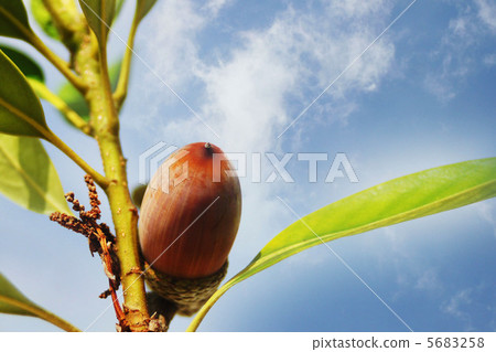Acorn 5683258