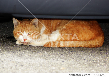 cat cat 5683259