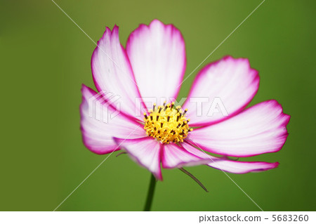 Cosmos Cosmos 5683260