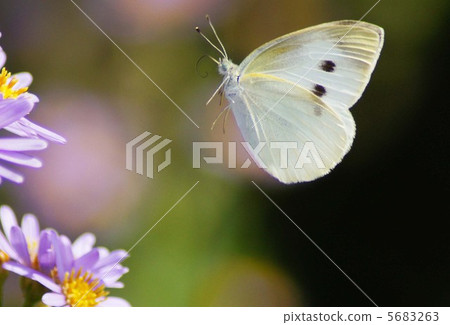Butterfly Butterfly 5683263