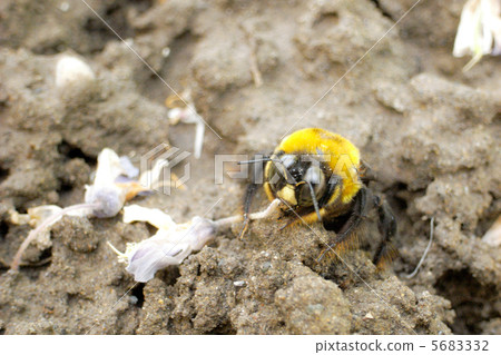 Ground beaked bee 5683332