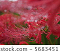 雨兩棲花 5683451