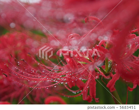 雨兩棲花 雨兩棲花 5683451