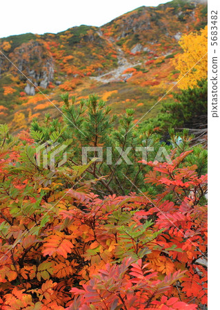 Kinshu的Senjogushiki Kinshu的Senjogushiki 5683482