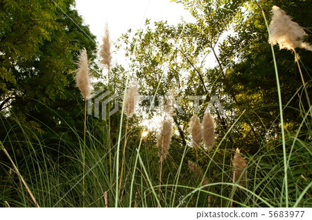 Pampasgrass花語：Mitsuki Pampas Grass 5683977