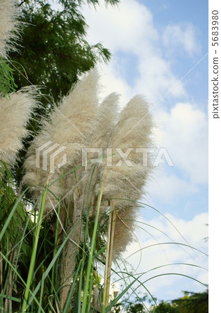 Pampasgrass花語：Mitsuki Pampas Grass 5683980