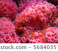 Sea anemone (pink) 5684035