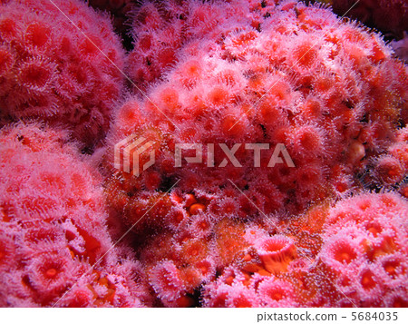 Sea anemone (pink) Sea anemone (pink) 5684035