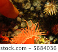 Sea anemone (colorful) 5684036