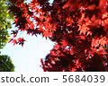 Red maple 5684039