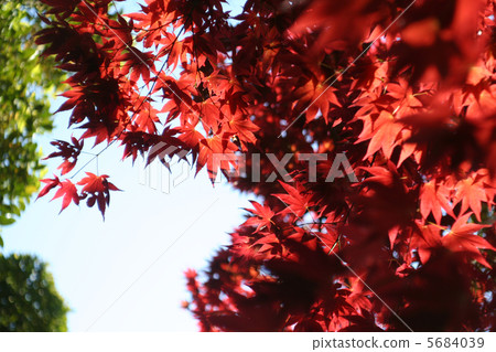 Red maple 5684039