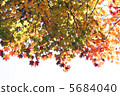 Curtain of maple 5684040
