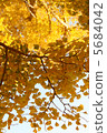 Ginkgo biloba 5684042