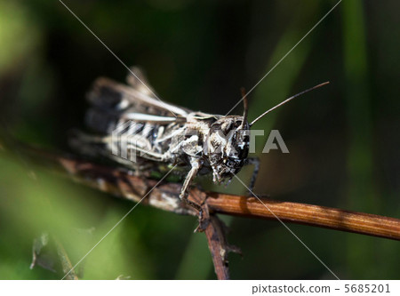 Grasshopper 5685201