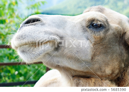 shot of the camel's head  close up 5685390