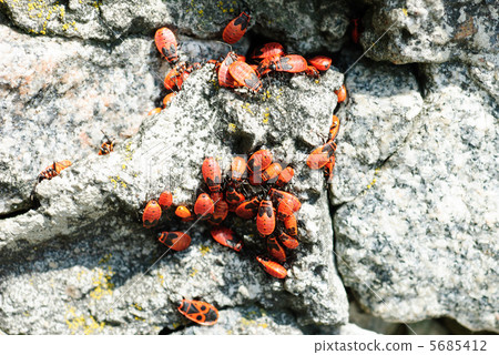 Pyrrhocoris apterus, is a common insect of the family Pyrrhocoridae. The firebug, 5685412