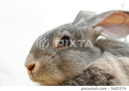 Cute animal 5685574