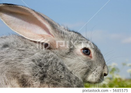 Cute bunny 5685575