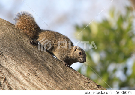 台灣松鼠 5686075