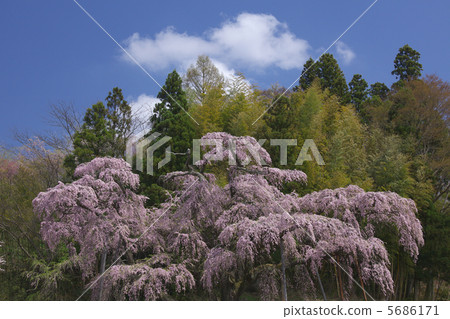 Red Rosary Jizo Junior cherry blossoming scarlet clear sky blue sky No figure 5686171