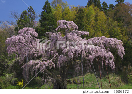 紅玫瑰Jizo少年櫻花盛開猩紅色晴朗的天空藍天無人物 紅玫瑰Jizo少年櫻花盛開猩紅色晴朗的天空藍天無人物 5686172