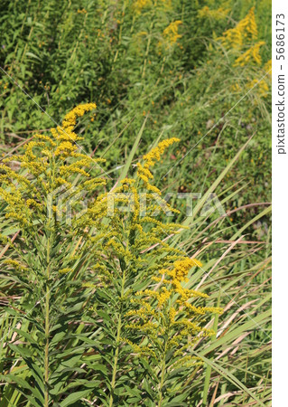 黃花 黃花 5686173