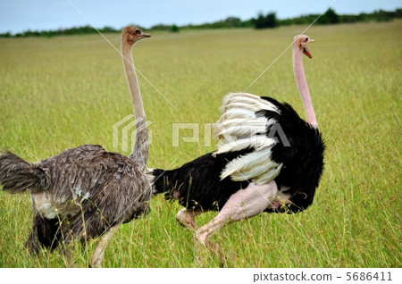 鴕鳥大草原 5686411