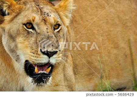 Savanna Lion Kenya Savanna Lion Kenya 5686429