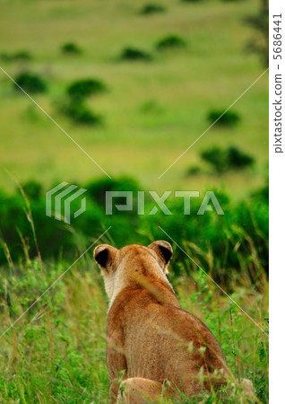 Savanna Lion Kenya Savanna Lion Kenya 5686441