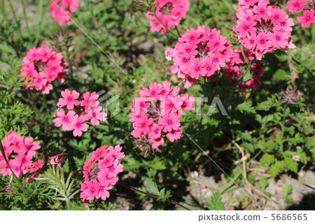 Verbena Verbena 5686565