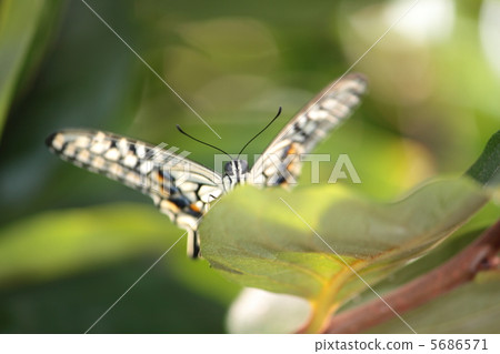 Butterfly spreading feathers Butterfly spreading feathers 5686571