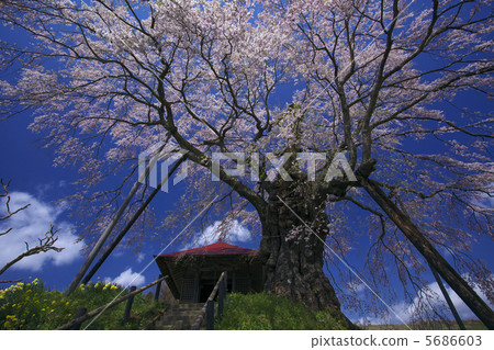 石不可移動的Zakura藍天沒有人 5686603