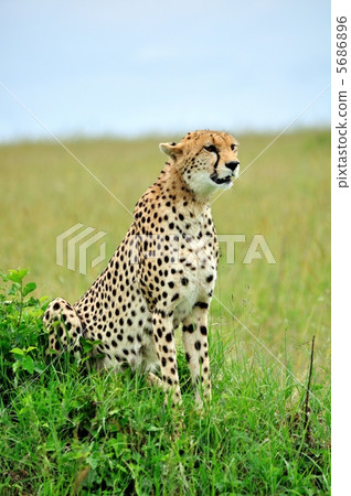 Cheetah Kenya Safari 5686896