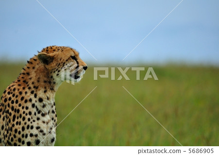 獵豹肯尼亞野生動物園 5686905