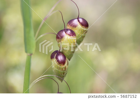 Madder beetle 5687152