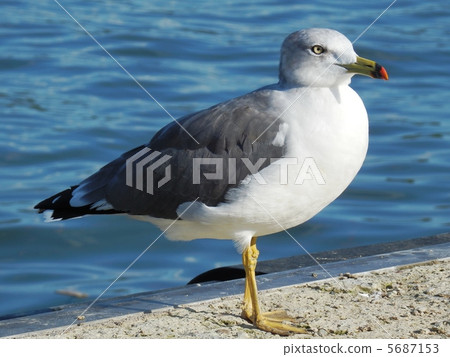 seagull 5687153