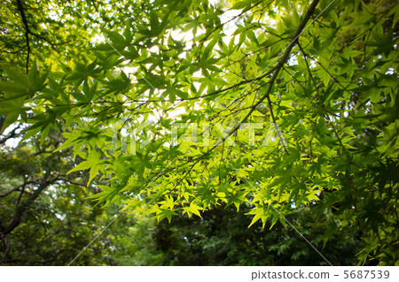 天鵝花園 5687539