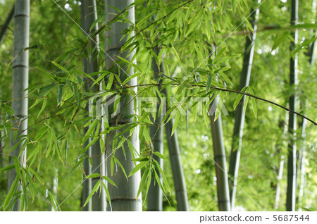  Bamboo grove 5687544
