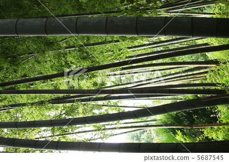  竹林 5687545