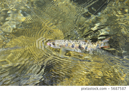 鱒魚 5687587