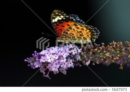 Butterfly Butterfly 5687973