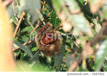 大栗子（餃子） 5687992