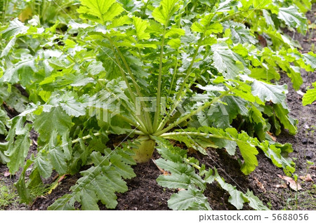 Japanese radish 5688056