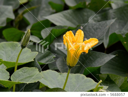 Pumpkin flowers 5688057