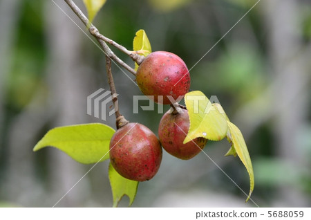 Camellia seeds Camellia seeds 5688059