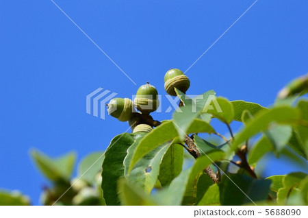 Blue chestnut 5688090